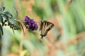 Western Tiger Swallowtail Papilio rutulus Butterfly on Butterfly Bush Royalty Free Stock Photo