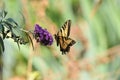 Western Tiger Swallowtail Papilio rutulus Butterfly on Butterfly Bush Royalty Free Stock Photo
