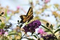 Western Tiger Swallowtail Papilio rutulus Butterfly on Butterfly Bush Royalty Free Stock Photo