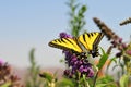 Western Tiger Swallowtail Papilio rutulus Butterfly on Butterfly Bush Royalty Free Stock Photo