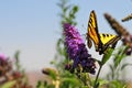 Western Tiger Swallowtail Papilio rutulus Butterfly Feeding at Butterfly Bush Royalty Free Stock Photo