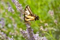 Western Tiger Swallowtail, Papilio rutulus, on Lav