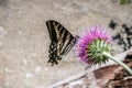 Western Tiger Swallowtail Papilio rutulus pollinating a thistle flower, Yosemite National Park, California