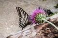 Western Tiger Swallowtail Papilio rutulus pollinating a thistle flower, Yosemite National Park, California