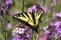 Western Tiger Swallowtail (Papillo rutulus) Royalty Free Stock Photo