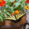 Western Tiger Swallowtail, Pterourus rutulus Royalty Free Stock Photo