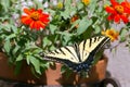 Western Tiger Swallowtail, Pterourus rutulus Royalty Free Stock Photo