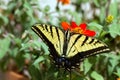 Western Tiger Swallowtail, Pterourus rutulus Royalty Free Stock Photo