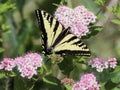 Western Tiger Swallowtail on Spirea Flowers