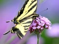 Western Tiger Swallowtail on Tall Verbena Closeup