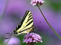 Western Tiger Swallowtail on Tall Verbena Profile