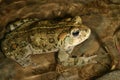 Western Toad (Anaxyrus boreas) Royalty Free Stock Photo