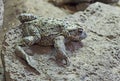 Western Toad Hidden On Rock Royalty Free Stock Photo