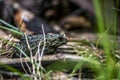 Western Toad Royalty Free Stock Photo