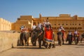 Western Tourists riding the elephants at Amber Fort in Jaipur, India.