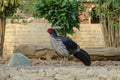 Western Tragopan Bird, Shimla, India