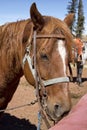 Western Trail Riding Horse at Riding Stable