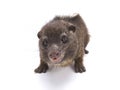 Western tree hyrax (Dendrohyrax dorsalis)