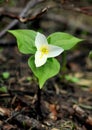 Western Trillium Flower In the Forest