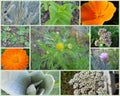 Western U.S. Herbs Collage Royalty Free Stock Photo