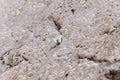 Letters to God shoved between the stones on Western Wall Royalty Free Stock Photo