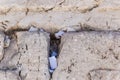 Letters to God shoved between the stones on Western Wall Royalty Free Stock Photo
