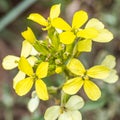 Western Wallflower