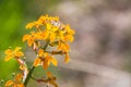 Western wallflower Erysimum capitatum blooming in spring, Pinnacles National Park, California