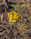 Western Wallflower (Erysimum capitatum), prairie rocket flower, or sanddune wallflower in bloom in desert, California Royalty Free Stock Photo