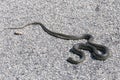 Western Whip Snake on a road in Sardinia Royalty Free Stock Photo