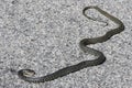 Western Whip Snake (Coluber viridiflavus) Royalty Free Stock Photo