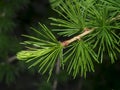 Western White Pine Or Pinus Monticola