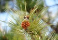 Western White Pine Or Pinus Monticola