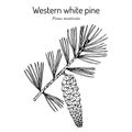 Western white pine Pinus monticola , state tree of Idaho Royalty Free Stock Photo