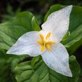 Western White Trillium aging in Spring Royalty Free Stock Photo
