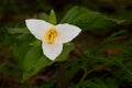 Western White Trillium in the shadows