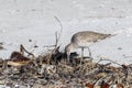 Western Willet foraging on the shore of Sanibel Island