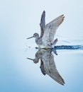 Western willet landing in calm pond in Amberjack, Florida