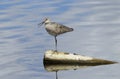 A Western Willet on a pond