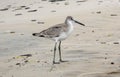 Western Willet Standing on a Sandy Beach Royalty Free Stock Photo