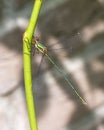 Western Willow Spreadwing Royalty Free Stock Photo