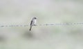 Western Wood-Pewee Contopus sordidulus on a Barbed Wire Fence