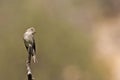 Western Wood Pewee, Contopus sordidulus, perched on branch