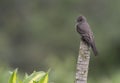 Western Wood-Pewee, Contopus sordidulus