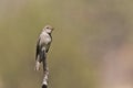 Western Wood Pewee, Contopus sordidulus, perched