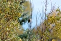 Western Wood-Pewee (Contopus sordidulus)