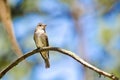 Western Wood-Pewee Perched in a Tree