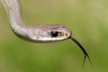 Western Yellow-bellied Racer - Coluber constrictor mormon Royalty Free Stock Photo