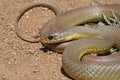 Western Yellow-bellied Racer Snake Coiled Coluber constrictor mormon Royalty Free Stock Photo