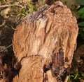 Western Yellow Centipede Stigmatogaster subterranea on a Rotting Tree Stump